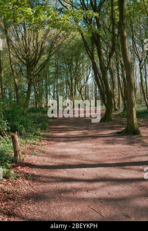 Mönche bewalden ein Gebiet eines beliebten Waldgebietes in Stevenage Hertfordshire Stockfoto