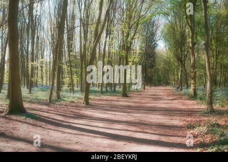 Mönche bewalden ein Gebiet eines beliebten Waldgebietes in Stevenage Hertfordshire Stockfoto