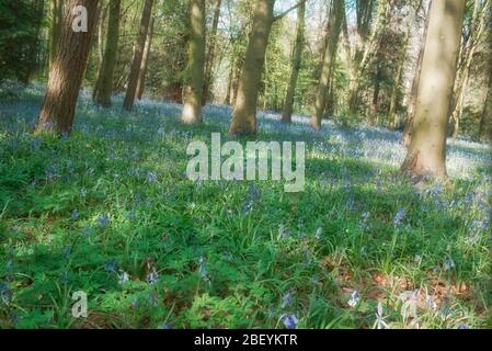 Mönche bewalden ein Gebiet eines beliebten Waldgebietes in Stevenage Hertfordshire Stockfoto