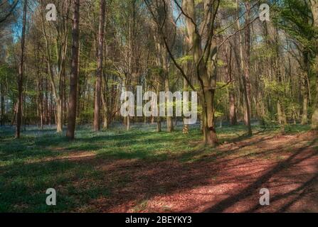 Mönche bewalden ein Gebiet eines beliebten Waldgebietes in Stevenage Hertfordshire Stockfoto