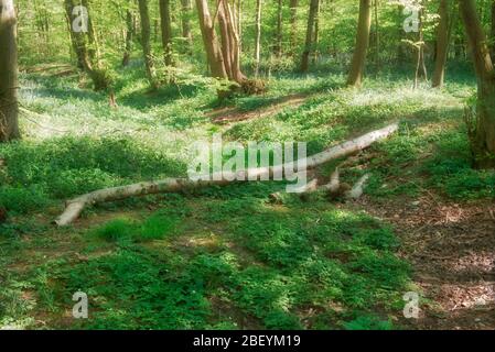 Mönche bewalden ein Gebiet eines beliebten Waldgebietes in Stevenage Hertfordshire Stockfoto