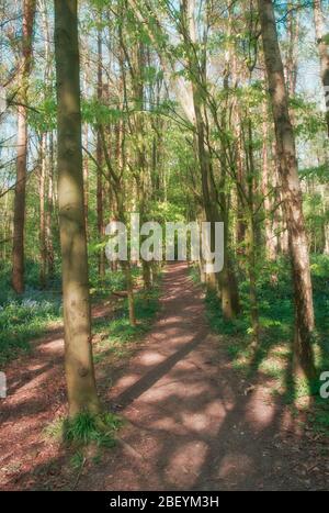 Mönche bewalden ein Gebiet eines beliebten Waldgebietes in Stevenage Hertfordshire Stockfoto