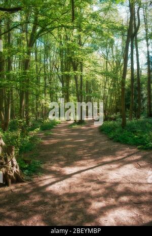 Mönche bewalden ein Gebiet eines beliebten Waldgebietes in Stevenage Hertfordshire Stockfoto