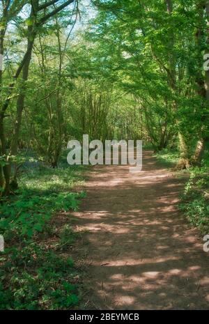 Mönche bewalden ein Gebiet eines beliebten Waldgebietes in Stevenage Hertfordshire Stockfoto