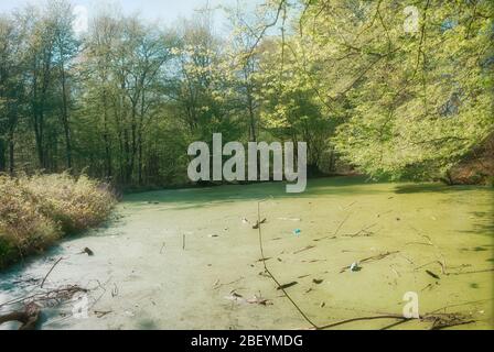 Mönche bewalden ein Gebiet eines beliebten Waldgebietes in Stevenage Hertfordshire Stockfoto