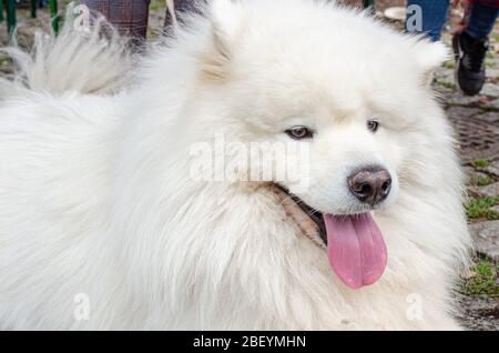 Breslau, Polen - 8. September 2019: Hundeparade Hau sind Sie? Wunderschöner weißer Hund samoyed. Nahaufnahme. Stockfoto