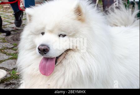 Breslau, Polen - 8. September 2019: Hundeparade Hau sind Sie? Wunderschöner weißer Hund samoyed. Nahaufnahme. Stockfoto