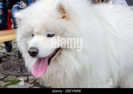 Breslau, Polen - 8. September 2019: Hundeparade Hau sind Sie? Wunderschöner weißer Hund samoyed. Nahaufnahme. Stockfoto