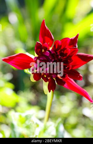 Schönes, buntes rotes Blumenbild, Pflanzenbild. Draußen im Garten an einem warmen Tag, Nahaufnahme in Makro. Stockfoto