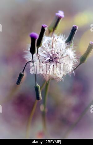 Schöne, bunte florale, Löwenzahn Pflanzenbild. Draußen im Garten an einem warmen Tag, Nahaufnahme in Makro. Stockfoto