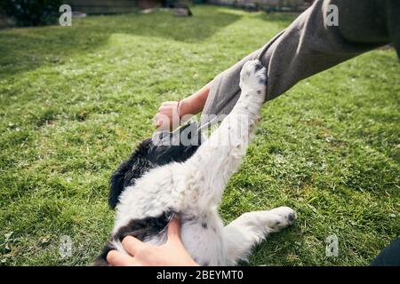 Häusliches Leben mit Hund. Der Hund des tschechischen Berghundes spielt mit dem Besitzer auf dem Hinterhof des Hauses. Stockfoto