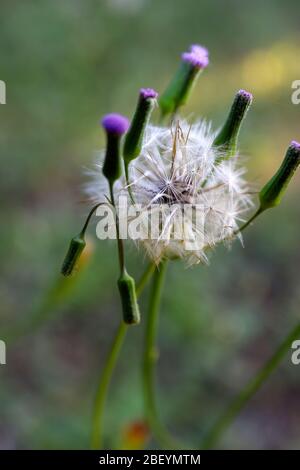 Schöne, bunte florale, Löwenzahn Pflanzenbild. Draußen im Garten an einem warmen Tag, Nahaufnahme in Makro. Stockfoto