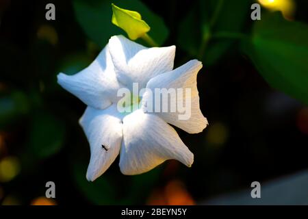 Schöne, weiße Blüten in voller Blüte, Pflanzenbild. Draußen im Garten an einem warmen Tag, Nahaufnahme in Makro. Stockfoto