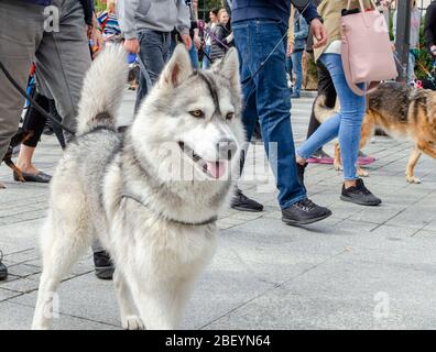 Breslau, Polen - 8. September 2019: Hundeparade Hau sind Sie?: Wunderschöne Husky-Hunde, die in der Stadt spazieren. Stockfoto