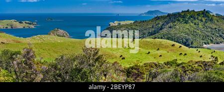 Rinder und Schafe weiden auf Hügeln über Manaia Harbour, Manaia Road, Westseite der Coromandel Peninsula, Waikato Region, North Island, Neuseeland Stockfoto