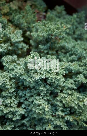 Juniperus procumbens blaugrünes Laub aus nächster Nähe Stockfoto