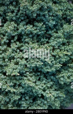 Juniperus procumbens blaugrünes Laub aus nächster Nähe Stockfoto