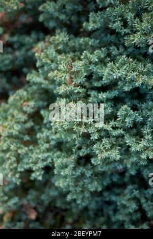 Juniperus procumbens blaugrünes Laub aus nächster Nähe Stockfoto