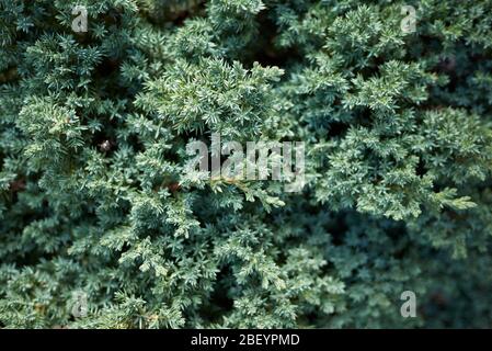 Juniperus procumbens blaugrünes Laub aus nächster Nähe Stockfoto