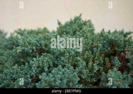 Juniperus procumbens blaugrünes Laub aus nächster Nähe Stockfoto