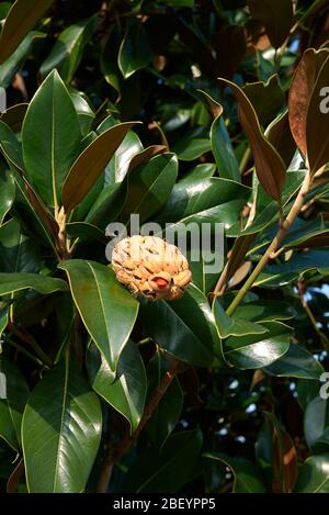 Magnolia grandiflora Zweig mit Früchten Stockfoto