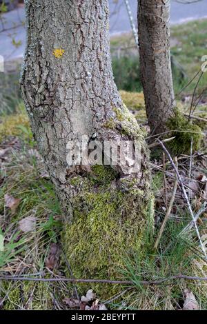 Natur und Landschaft der Wälder rund um meppen und lathen im emsland, niedersachsen, deutschland Stockfoto