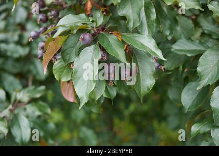 Malus puncifolia Zweig mit lila Krabbenäpfel Stockfoto