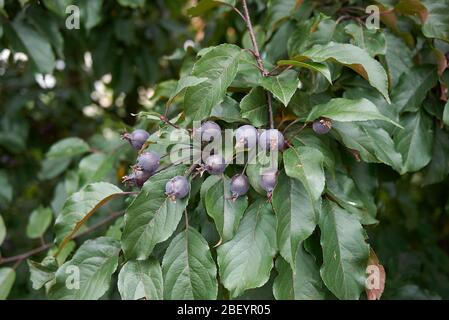 Malus puncifolia Zweig mit lila Krabbenäpfel Stockfoto