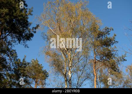 Natur und Landschaft der Wälder rund um meppen und lathen im emsland, niedersachsen, deutschland Stockfoto