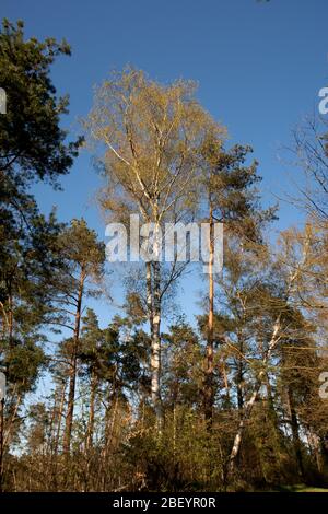 Natur und Landschaft der Wälder rund um meppen und lathen im emsland, niedersachsen, deutschland Stockfoto