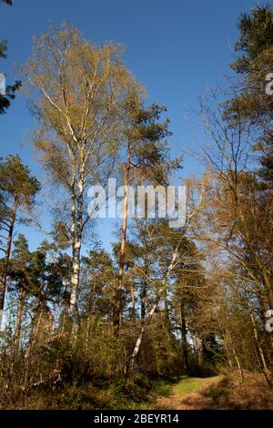 Natur und Landschaft der Wälder rund um meppen und lathen im emsland, niedersachsen, deutschland Stockfoto