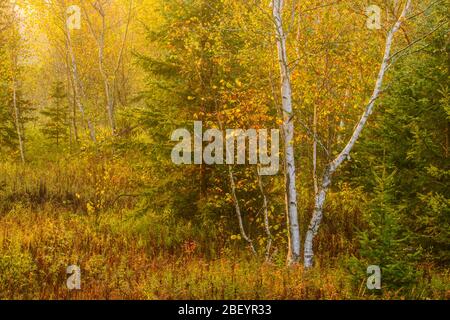 Herbstlaub an Birken in einem alten Feld, Greater Sudbury, Ontario, Kanada Stockfoto