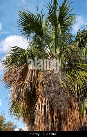 Sabal palmetto frische Blätter und Früchte Stockfoto