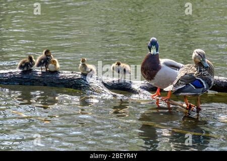 Ein Paar Mallard Enten mit Entlein auf Teich, Chislehurst, Kent, Großbritannien. Stockfoto