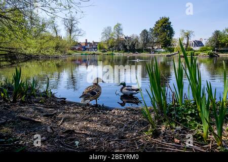 Ein Paar Mallard Ducks (Anas platyrhynchos) auf Chislehurst Ponds, Kent, Großbritannien. Stockfoto