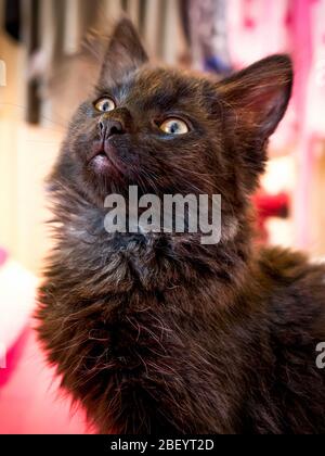 Glücklicher Rüde, niedliches schwarzes Norwegian Forest Kätzchen, das aufmerksam auf seinen Besitzer schaut, um ihn zu kuscheln und zu lieben, mit einem Blick der Zufriedenheit auf seinem Gesicht Stockfoto