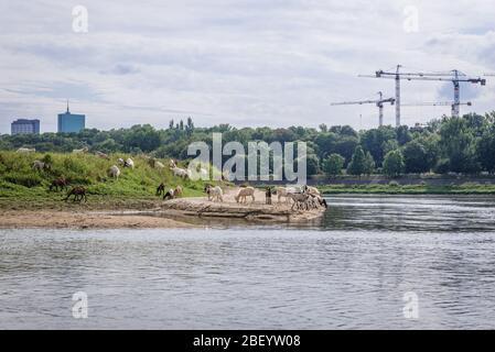 Ziegenherde auf einer Insel an der Weichsel in Warschau, Polen, Teil eines von der Stadt unterstützten Projekts zur Erhaltung der Insel auf natürliche Weise Stockfoto