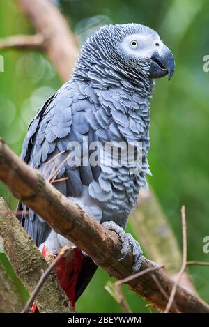 Graupapagei (Psittacus erithacus) Kongo Afrikanischer Graupapagei Stockfoto