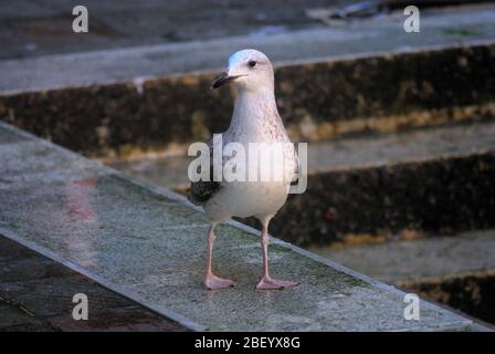 Lagune von Venedig. Eine junge europäische Heringmöwe am Kai. Stockfoto