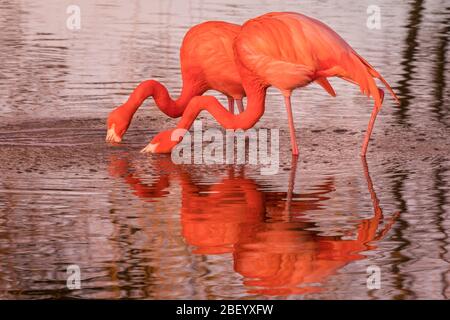 Großer Flamingo (Phoenicopterus roseus) in leuchtend rosa Farbe, Watvogel spiegelt sich im Seewasser bei Sonnenuntergang Stockfoto