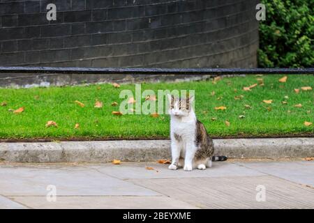 Larry, die Katze, sitzt auf dem Bürgersteig vor Nr. 10 Downing Street, Westminster, London, Großbritannien Stockfoto