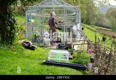 Ältere Frau Gärtner stehend Arbeiten im Gewächshaus Aussaat Samen Pflanzen Setzlinge & Kaltrahmen an einem sonnigen Frühlingstag in WALES GROSSBRITANNIEN KATHY DEWITT Stockfoto