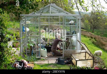 Ältere Frau Gärtner kniet Arbeit im Gewächshaus Aussaat Samen und Umpflanzen Sämlinge am sonnigen Frühlingstag in Dyfed West Wales UK KATHY DEWITT Stockfoto