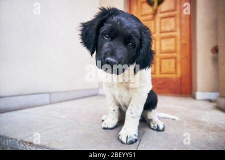 Neugieriger Hund schaut Kamera an. Welpen von tschechischen Berghund sitzt gegen Tür des Hauses. Stockfoto