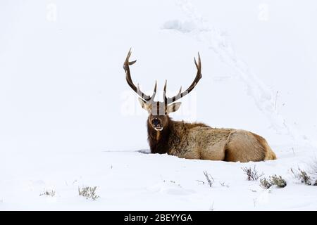 Elch im Yellowstone Nationalpark Montana USA Stockfoto