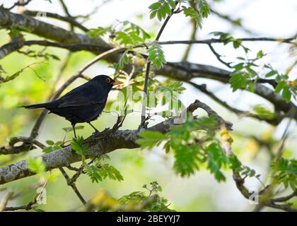 blackbird thront in natürlicher Umgebung in einem hübschen Frühlingsbaum in der hintergrundigen Aufnahme für Copy-Space Stockfoto