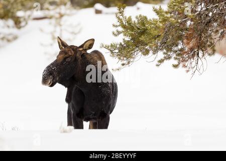 Elche im Yellowstone Nationalpark Montana USA Stockfoto