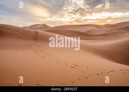 Schöner Sonnenuntergang über den Sanddünen der Sahara, Marokko, Afrika Stockfoto