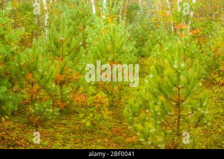 Taubedeckte Schale und Deckchen Spinnweben auf Kiefernbäumchen im frühen Herbst, Greater Sudbury, Ontario, Kanada Stockfoto