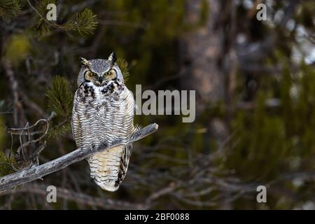 Große gehörnte Eule im Yellowstone Nationalpark Montana USA Stockfoto